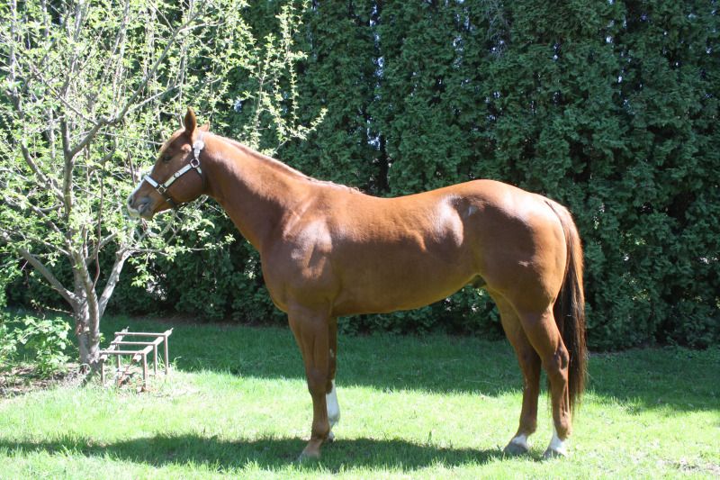 Barrel horse conformation The Horse Forum